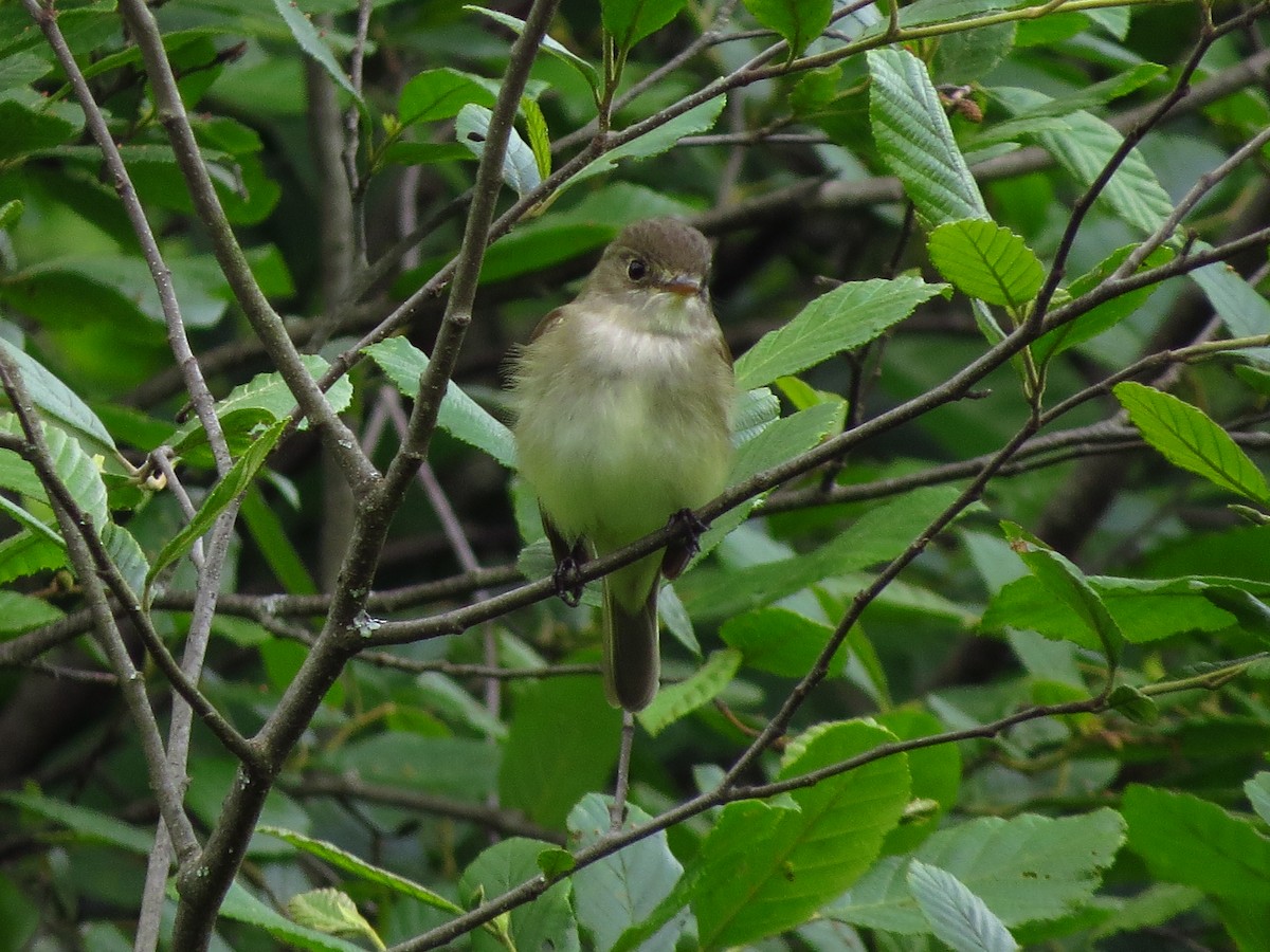 Alder Flycatcher - Tammy Hester