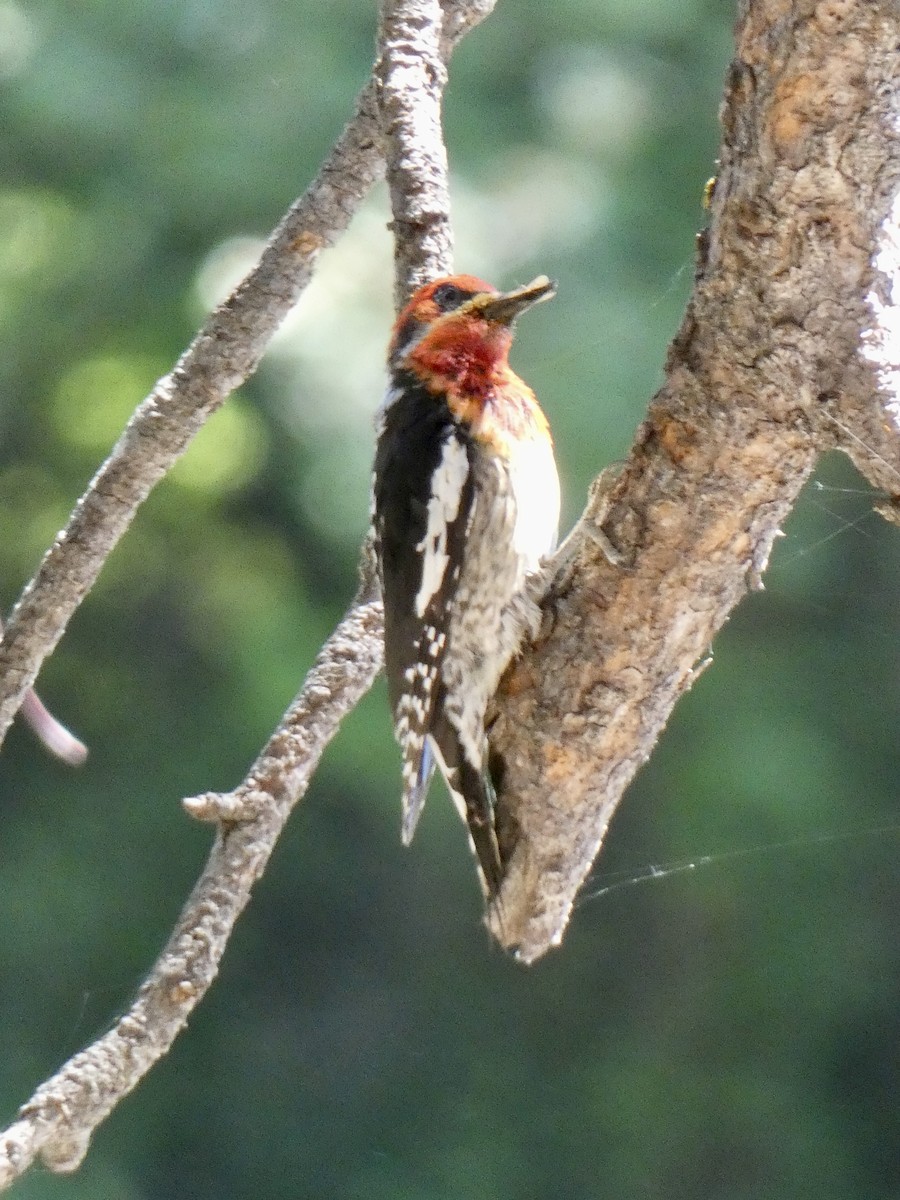 Red-breasted Sapsucker - ML620340969