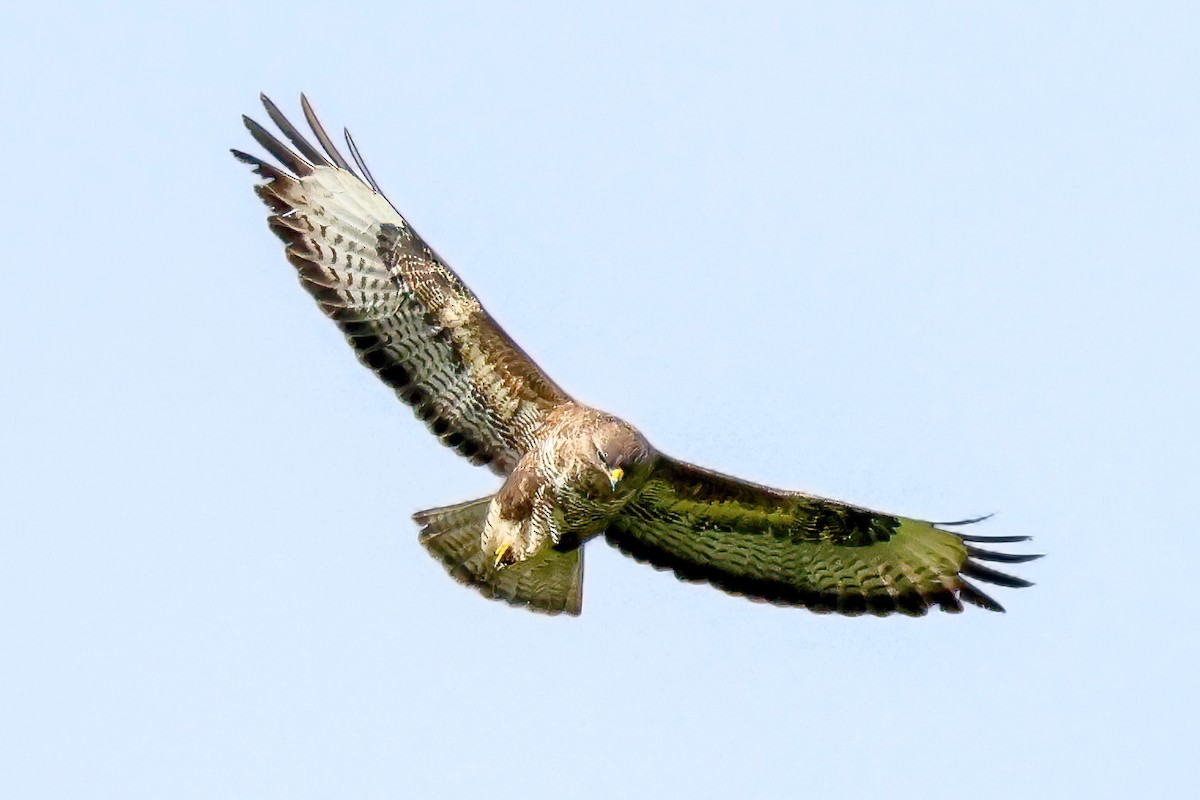 Common Buzzard - ML620340979