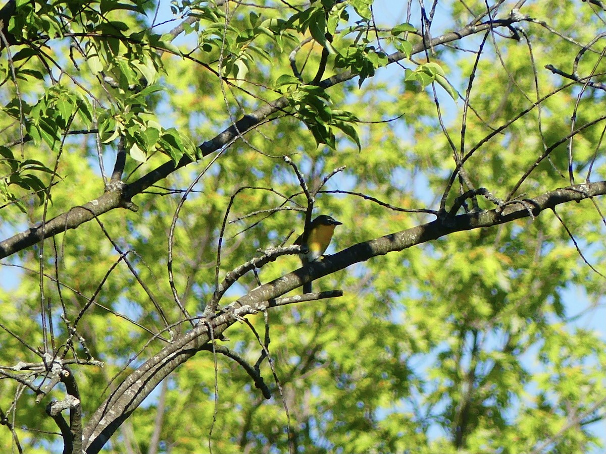 Yellow-breasted Chat - ML620340986