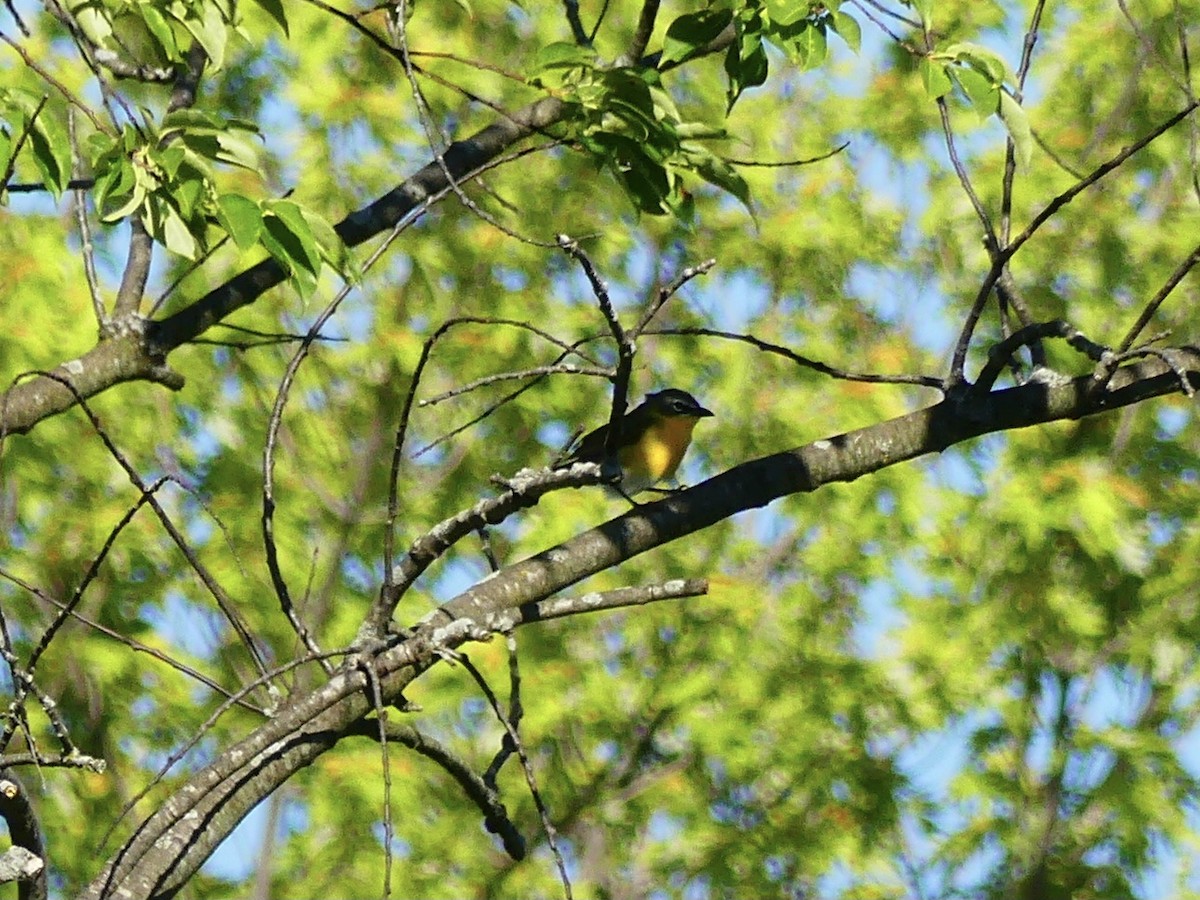 Yellow-breasted Chat - ML620340988