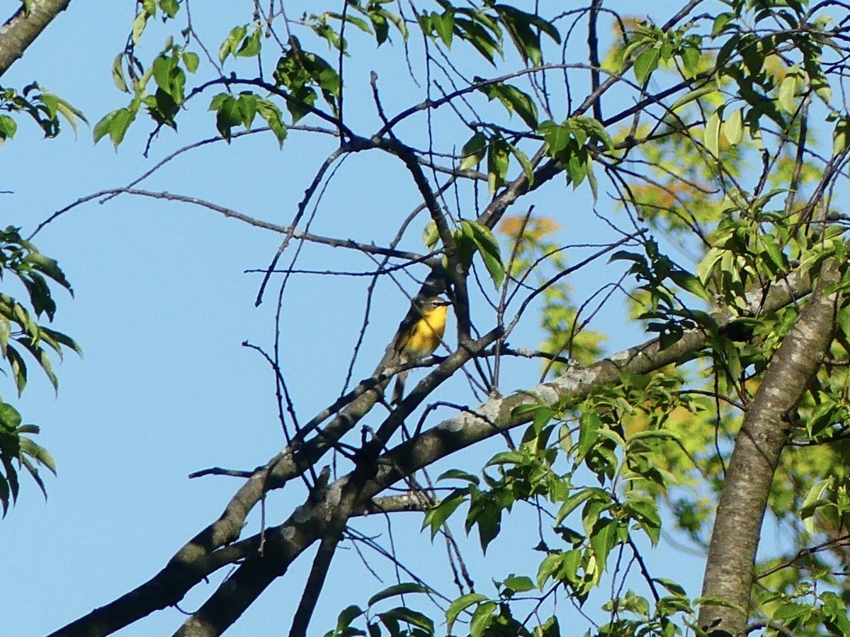 Yellow-breasted Chat - ML620340989