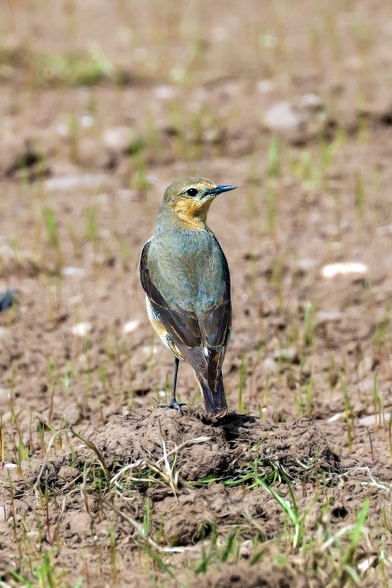 Northern Wheatear - ML620340993