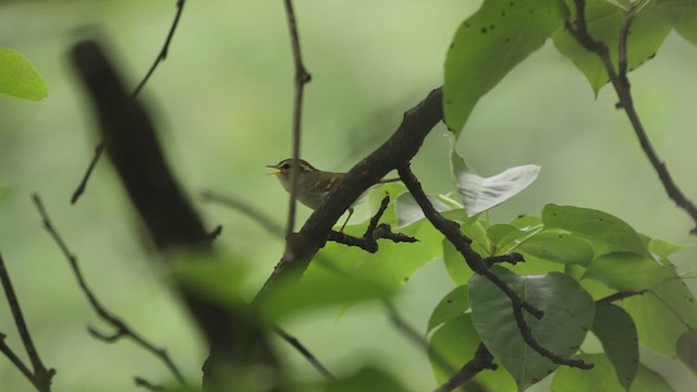 Kloss's Leaf Warbler - ML620340995