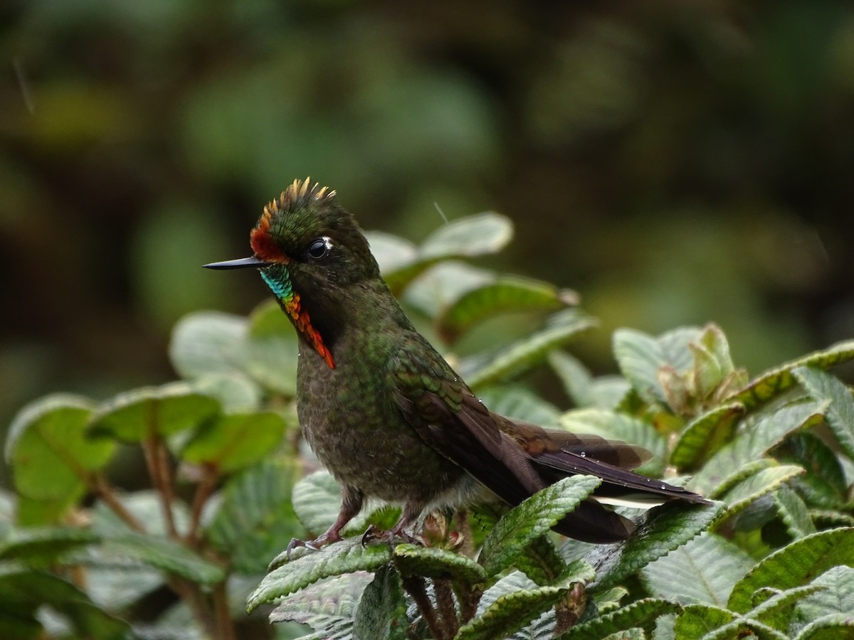 Rainbow-bearded Thornbill - ML620341002