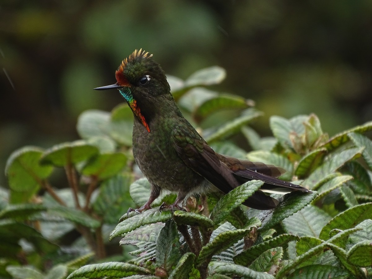 Rainbow-bearded Thornbill - ML620341011