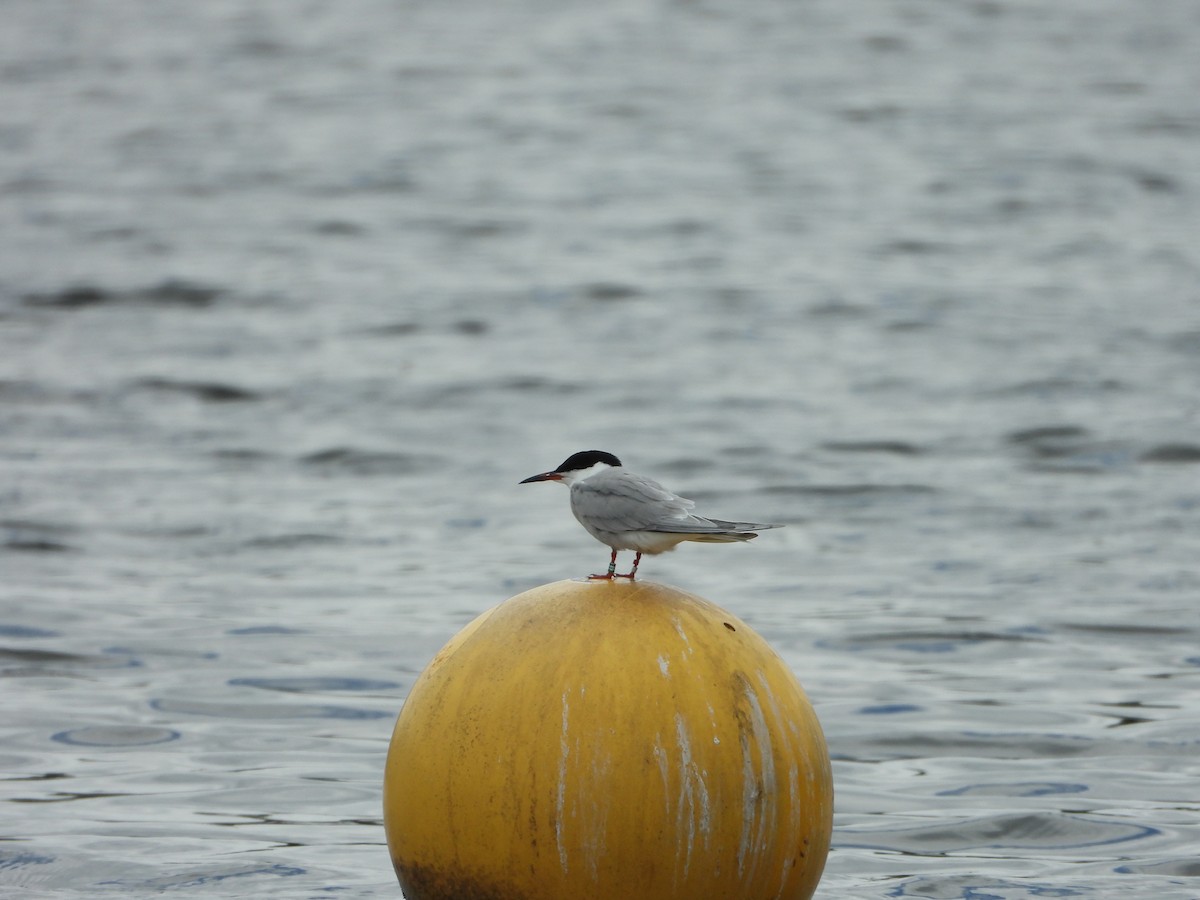 Common Tern - ML620341028