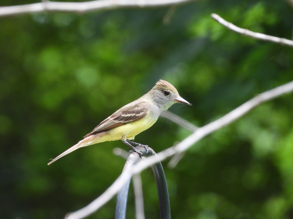 Great Crested Flycatcher - ML620341029