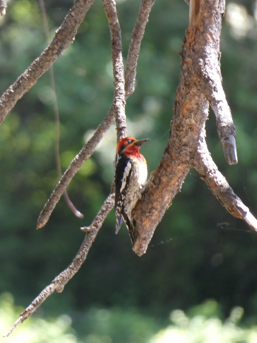 Red-breasted Sapsucker - ML620341041
