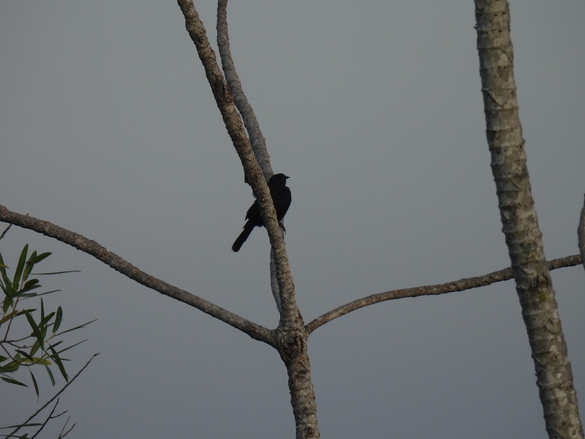 Unicolored Blackbird - ML620341052