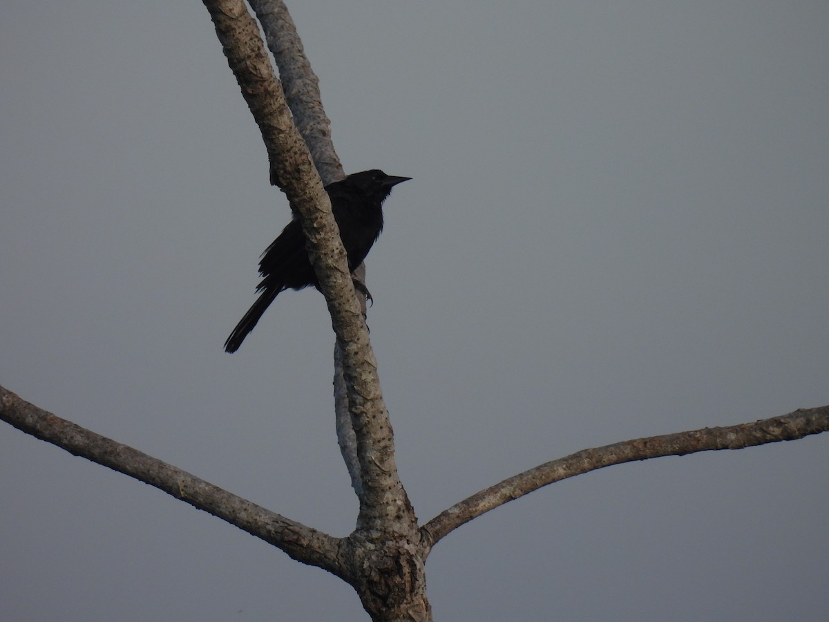 Unicolored Blackbird - ML620341053