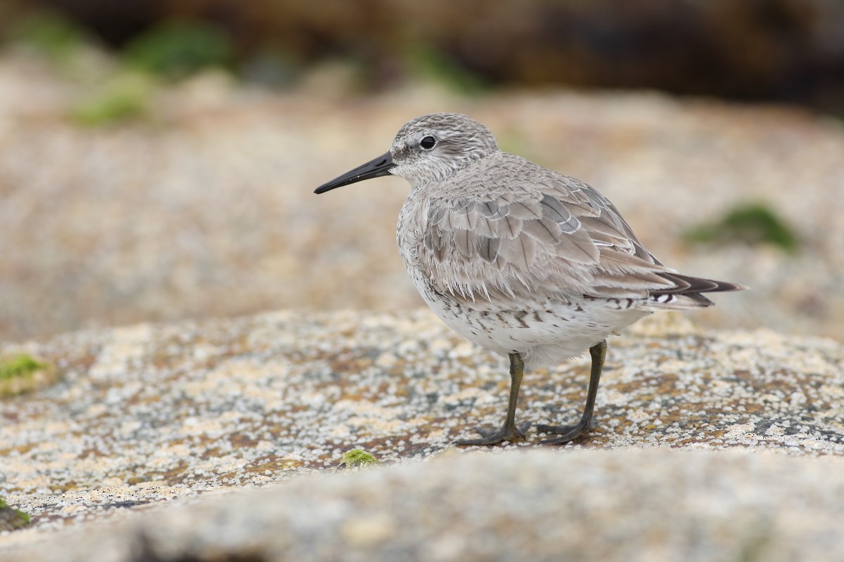 Red Knot - ML620341062