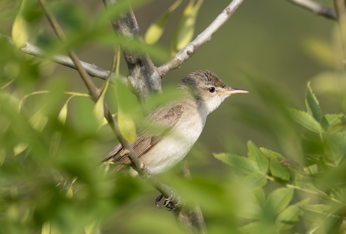 Eastern Olivaceous Warbler - ML620341069