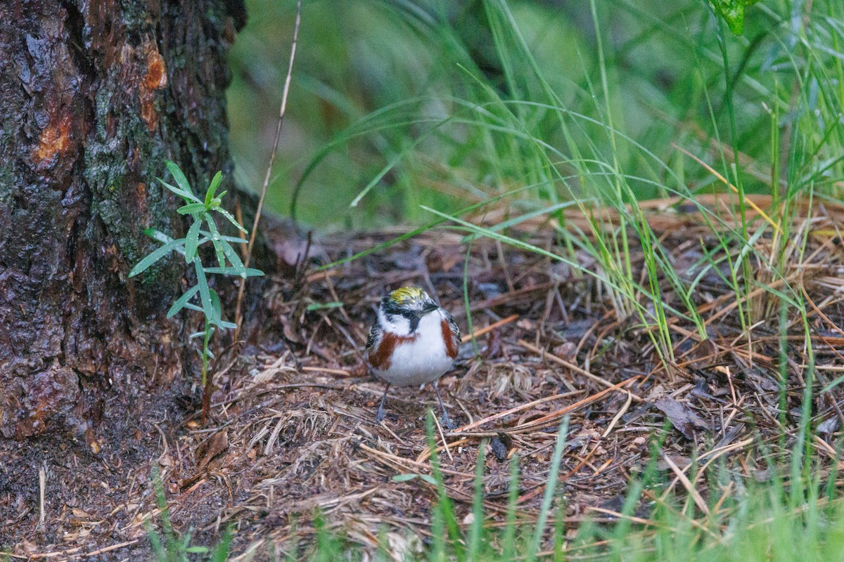 Chestnut-sided Warbler - ML620341082