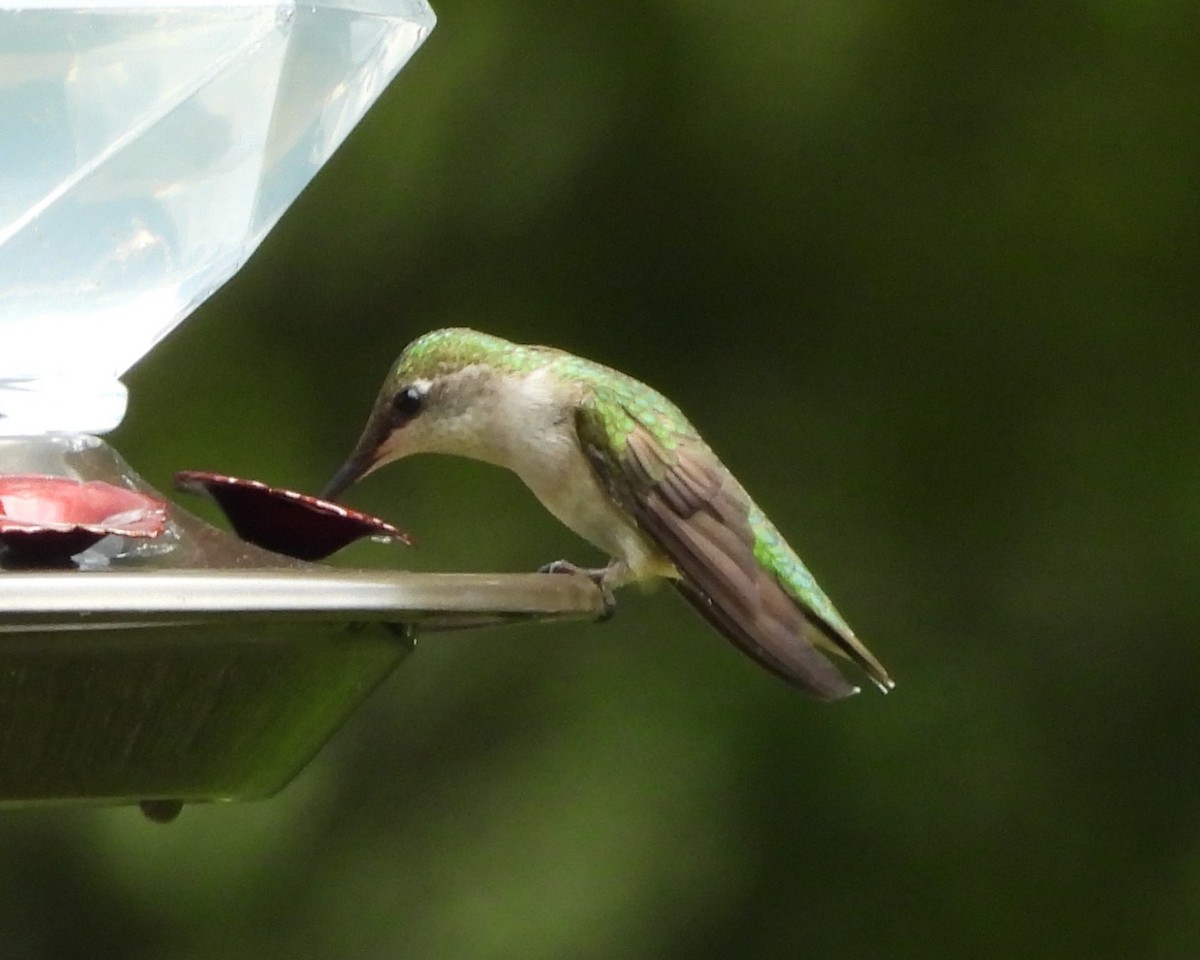 Ruby-throated Hummingbird - ML620341097