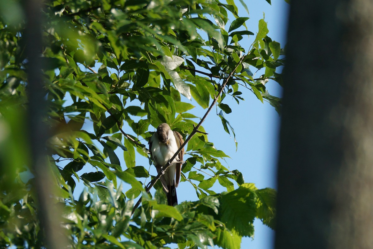 Yellow-billed Cuckoo - ML620341100