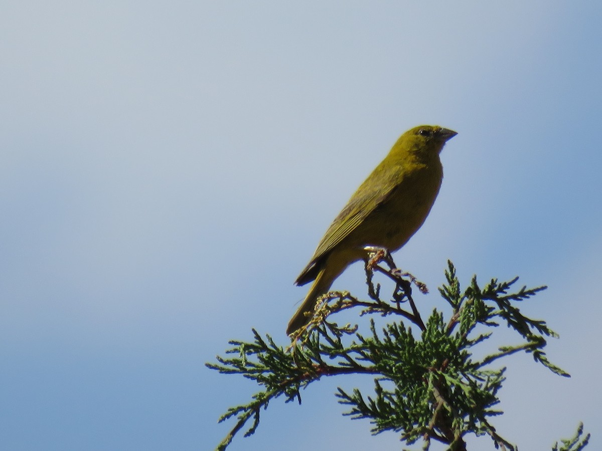 Greenish Yellow-Finch - ML620341105