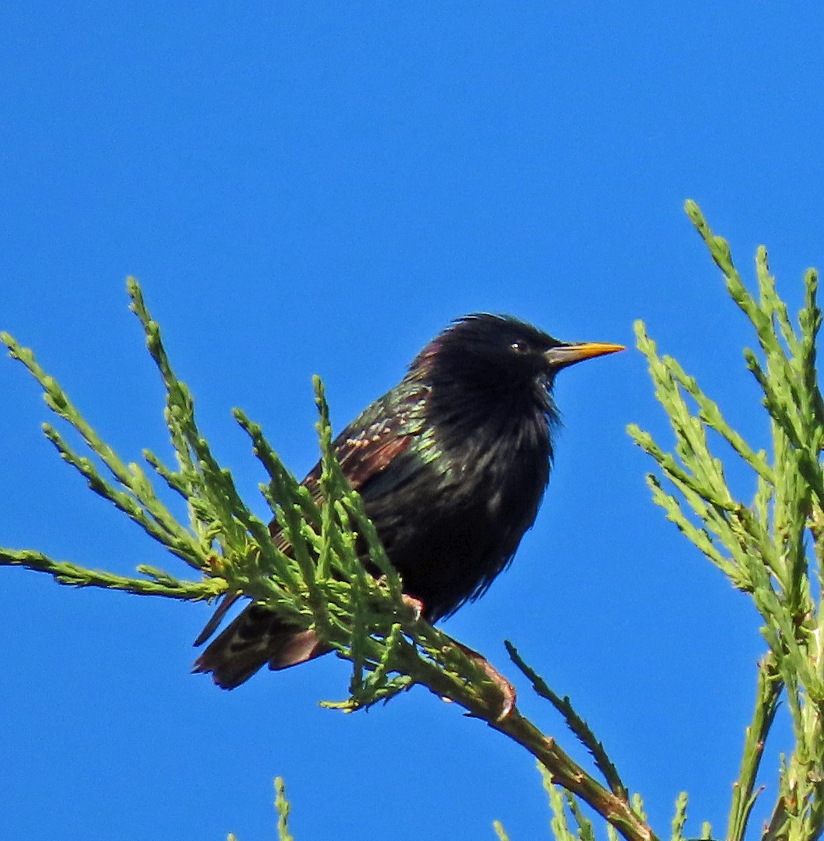 European Starling - ML620341111