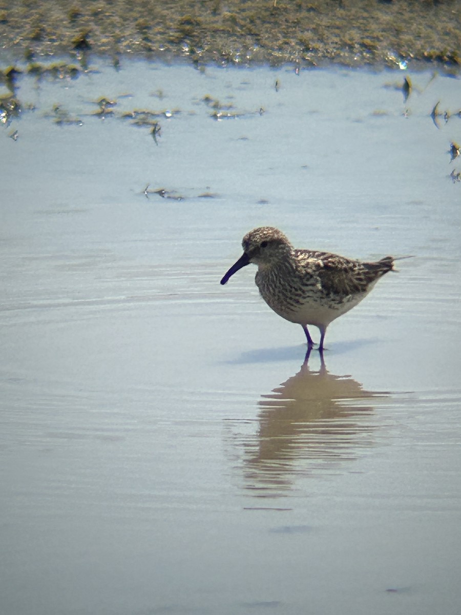 White-rumped Sandpiper - ML620341112