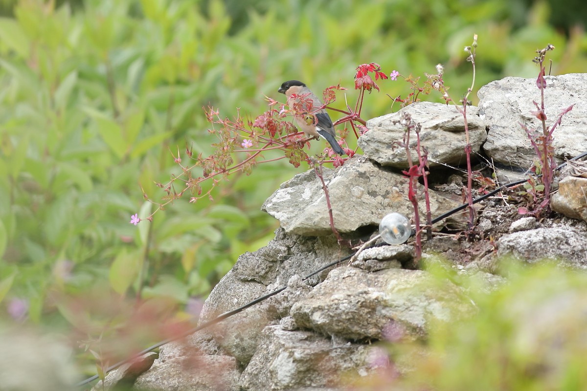 Eurasian Bullfinch - ML620341129