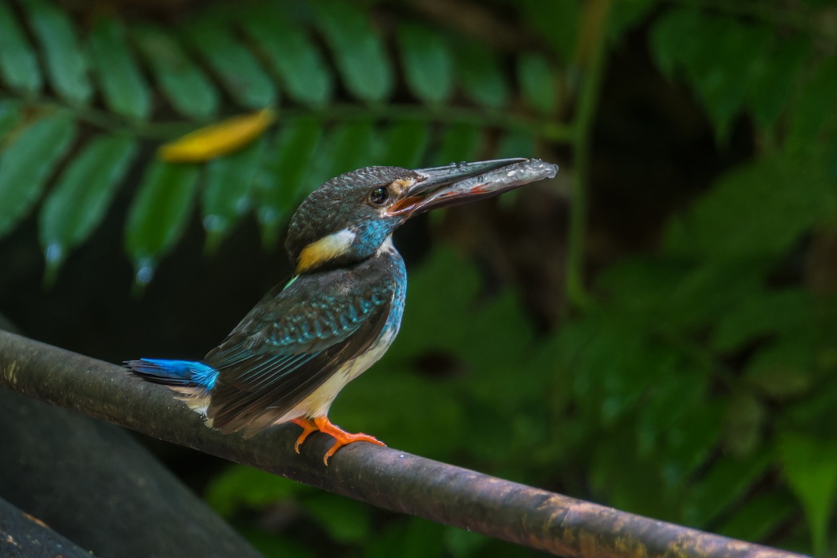 Malaysian Blue-banded Kingfisher - ML620341144