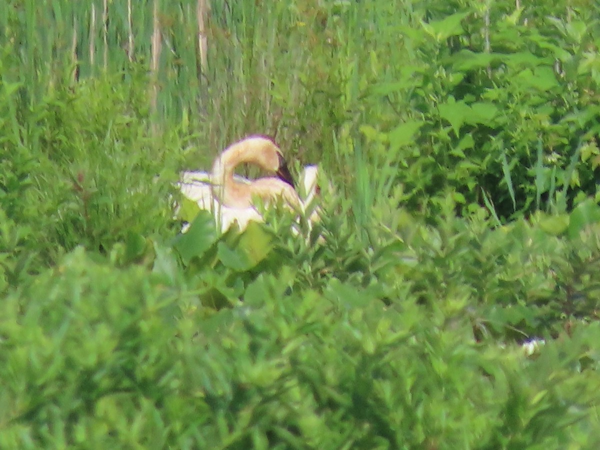 Trumpeter Swan - ML620341161