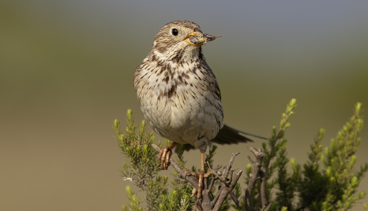 Corn Bunting - Alper YILMAZ