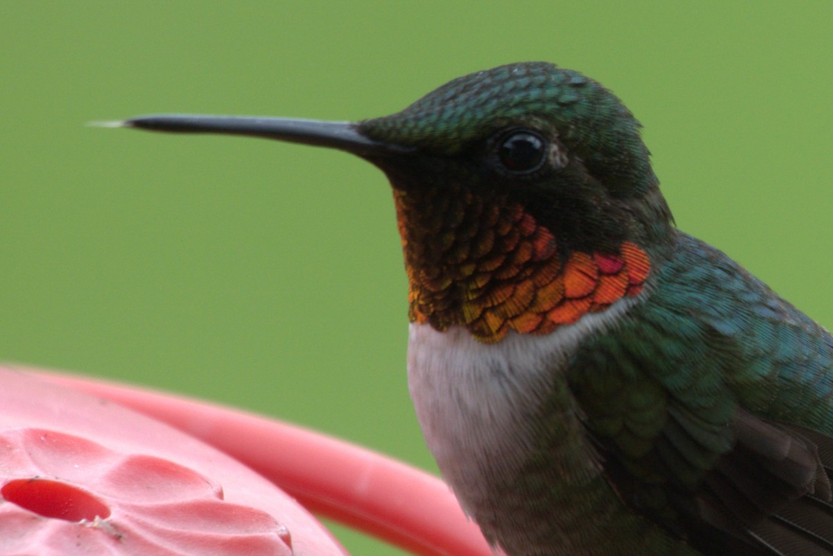 Colibri à gorge rubis - ML620341173