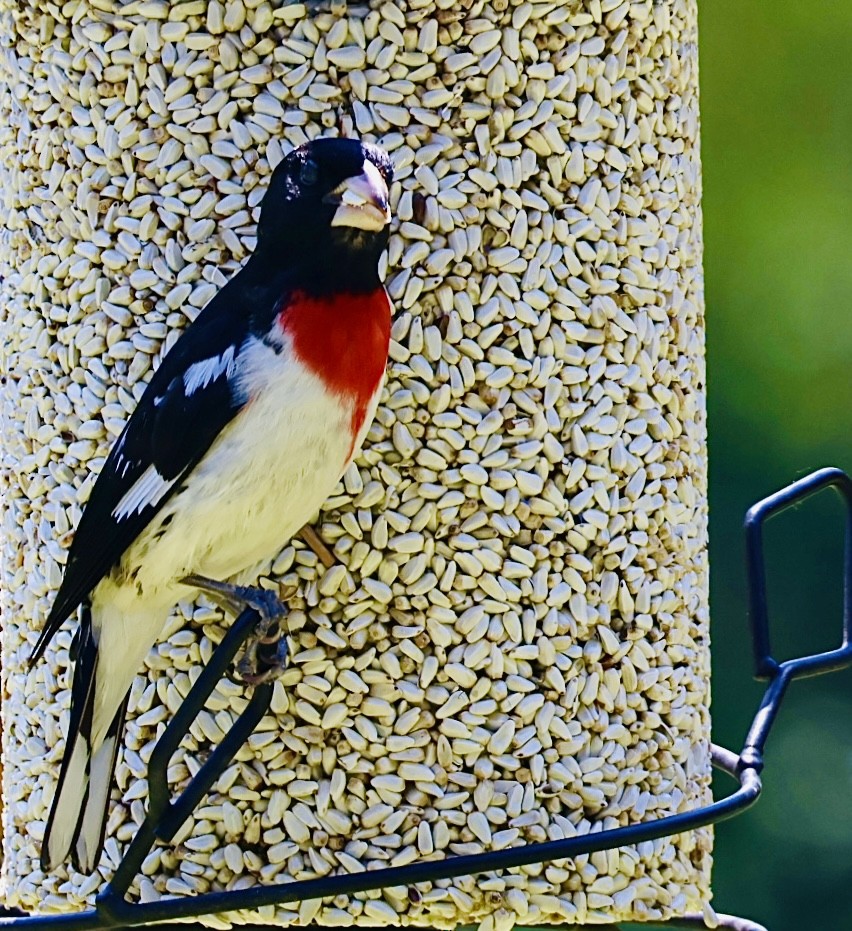 Rose-breasted Grosbeak - Martin Yates