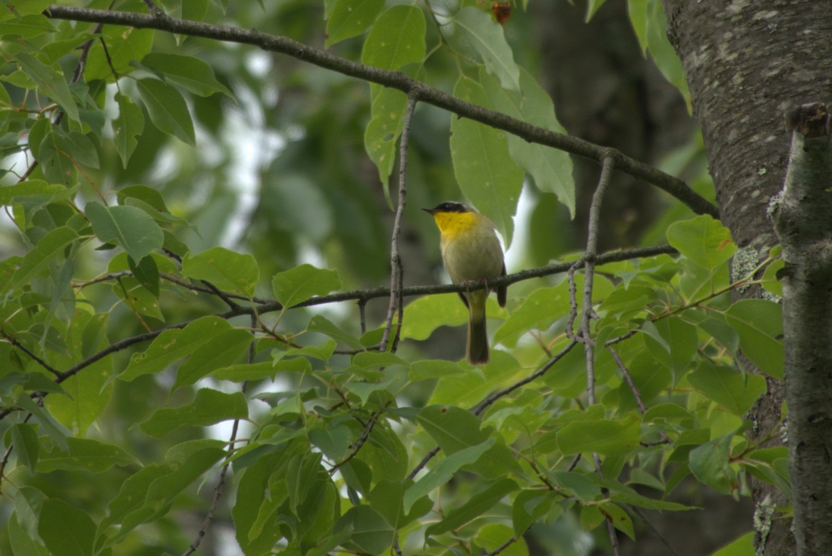Common Yellowthroat - Julie Perry