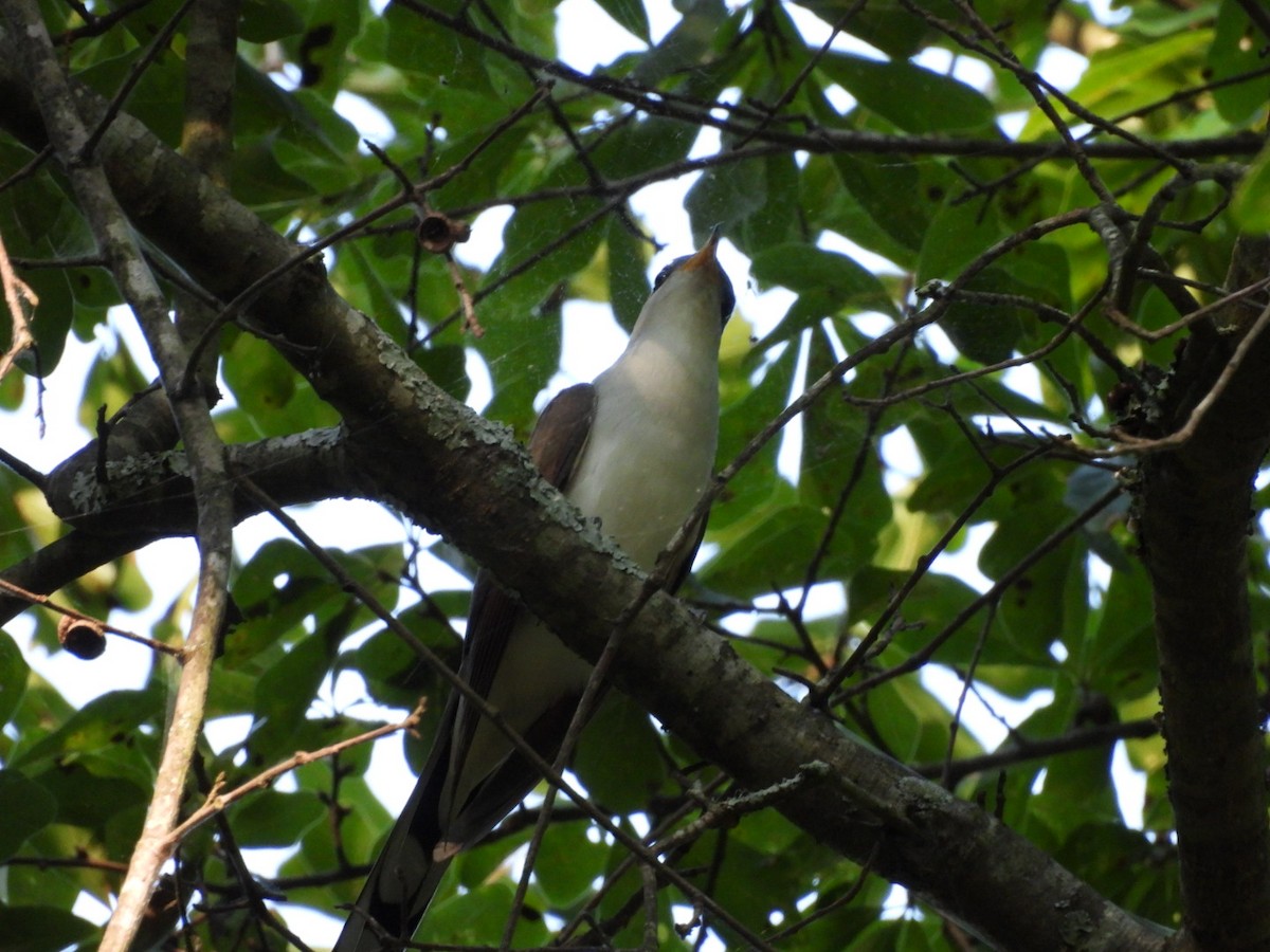 Yellow-billed Cuckoo - ML620341205