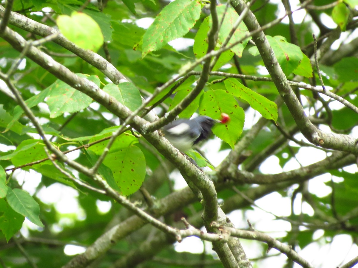 Black-throated Blue Warbler - ML620341225