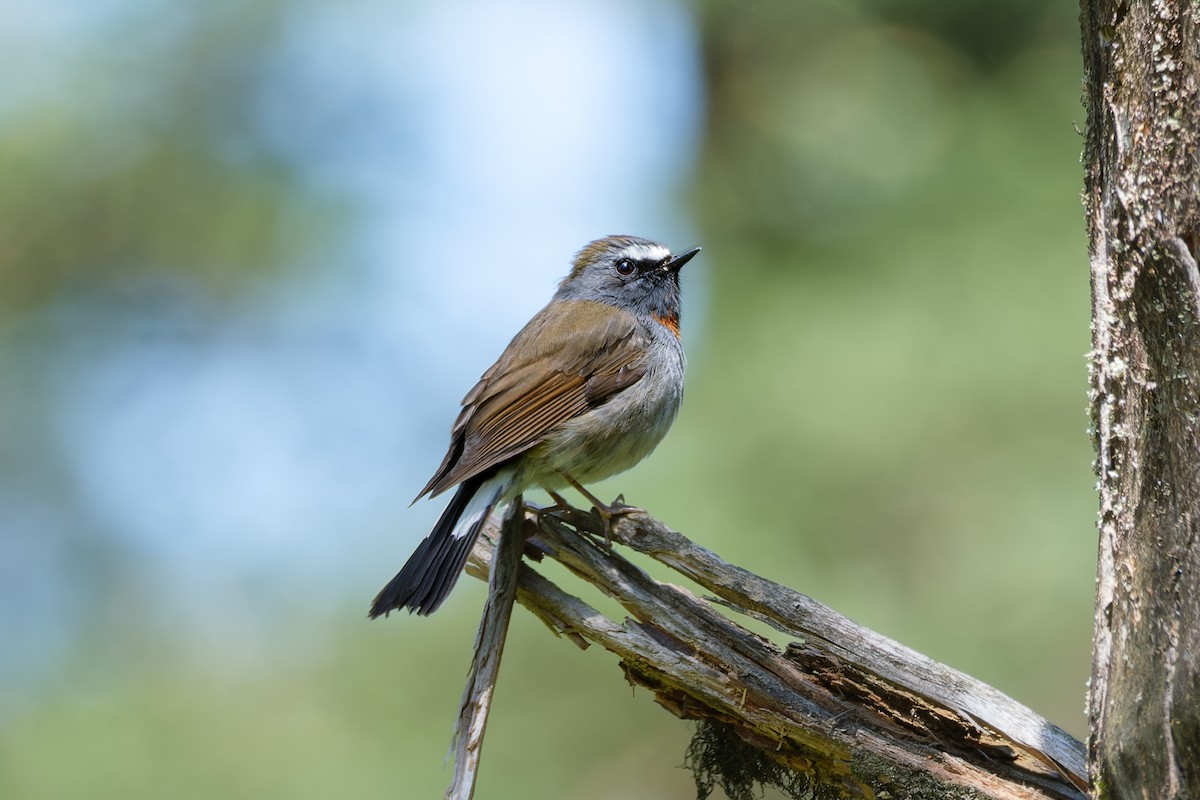 Rufous-gorgeted Flycatcher - ML620341229