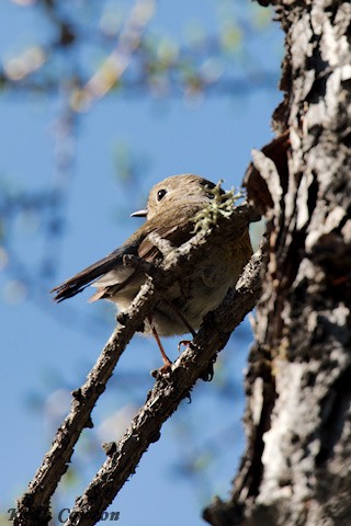 Red-flanked Bluetail - ML620341239