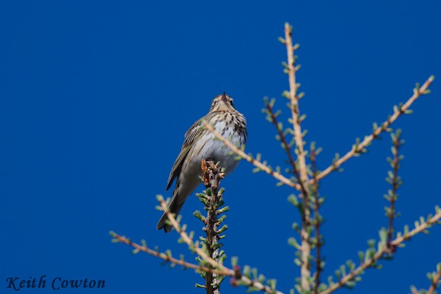 Pipit à dos olive - ML620341240