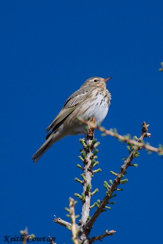 Olive-backed Pipit - ML620341241