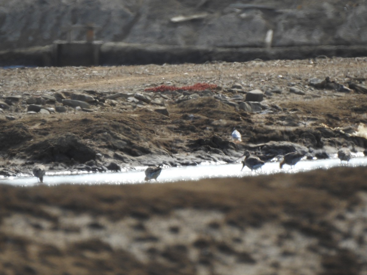 Black-tailed Godwit - ML620341246