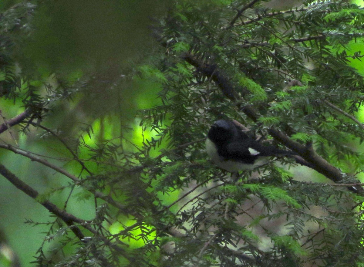 Black-throated Blue Warbler - Tammy Hester