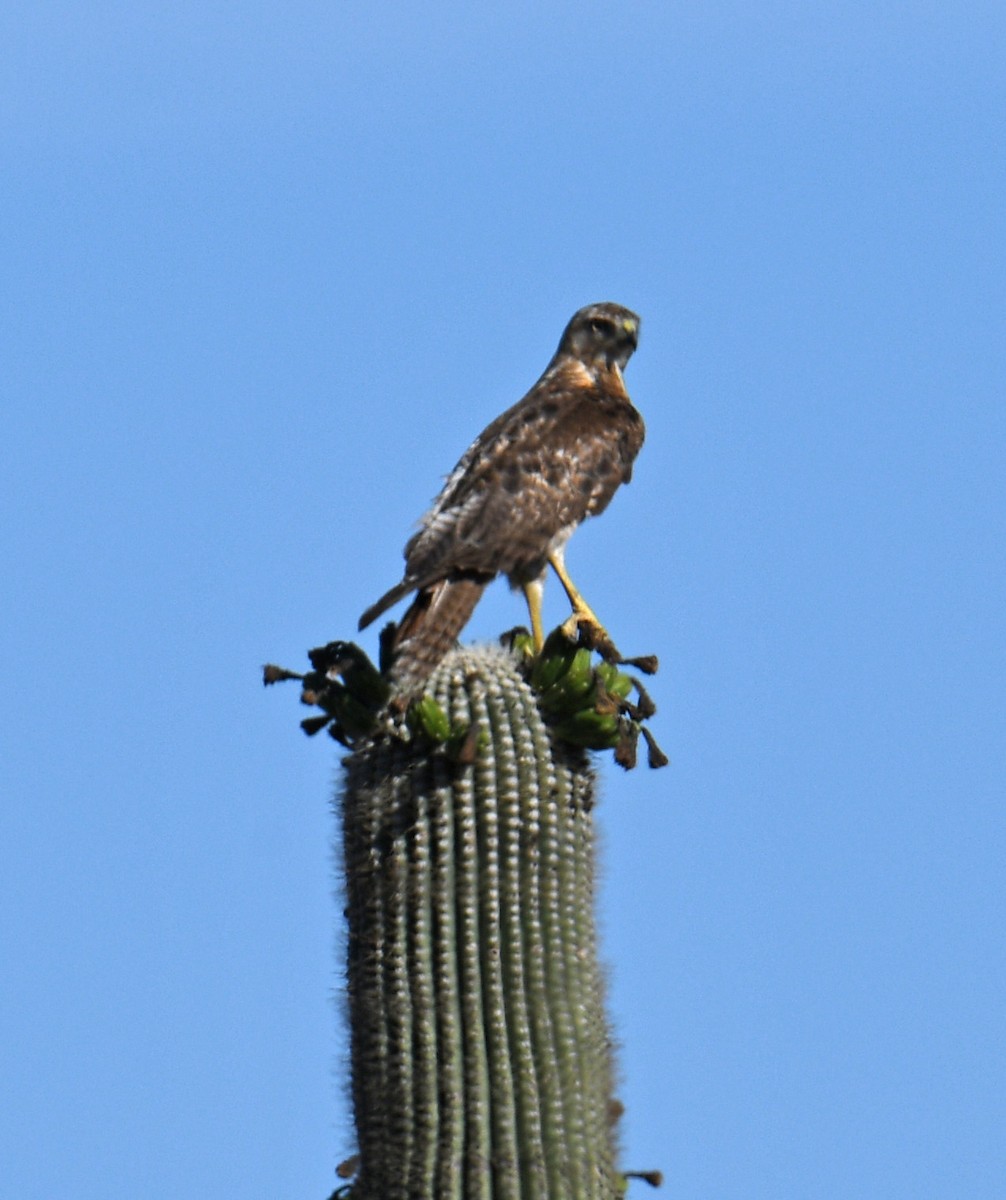 Red-tailed Hawk - ML620341258