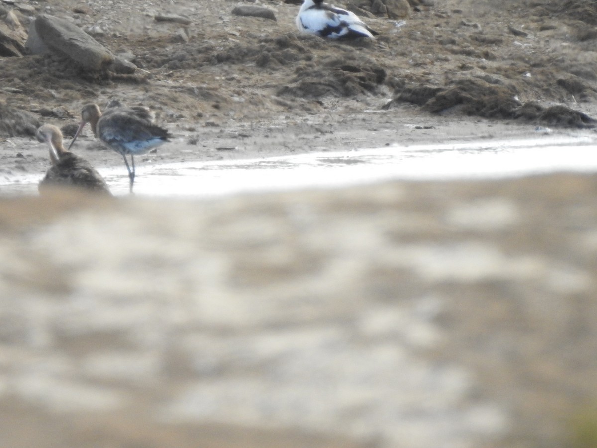 Black-tailed Godwit - ML620341281