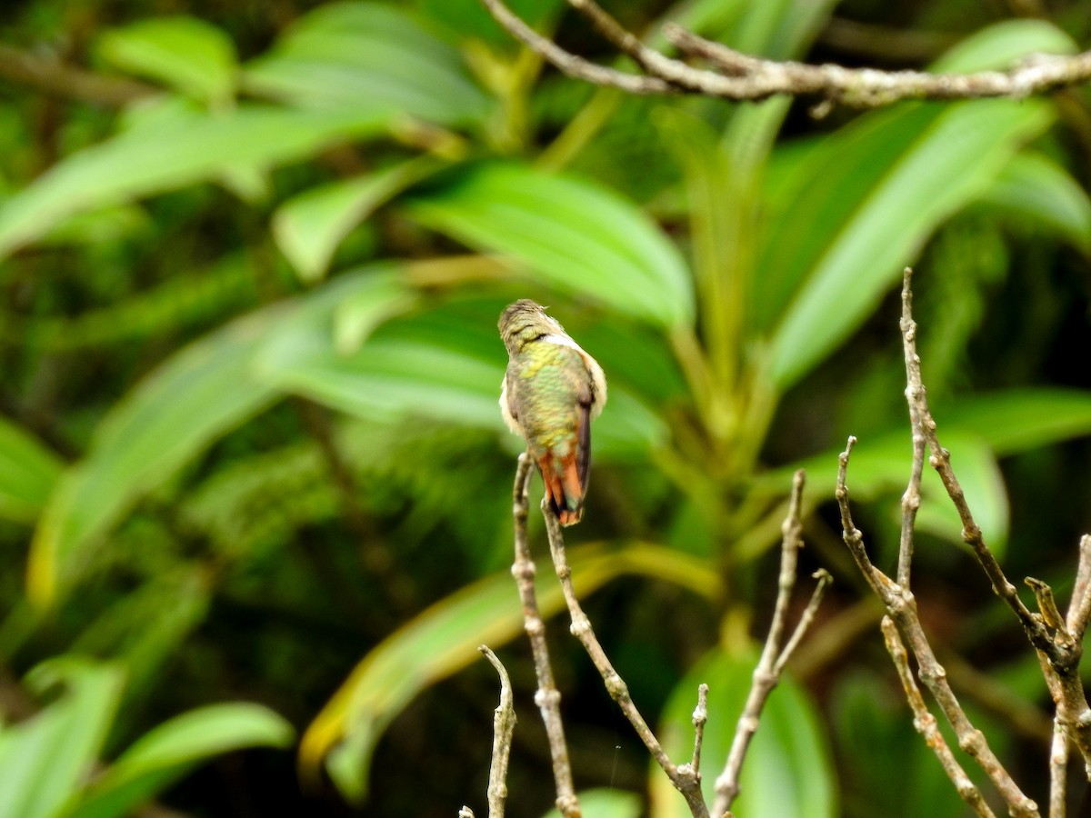 Scintillant Hummingbird - Erick Barbato