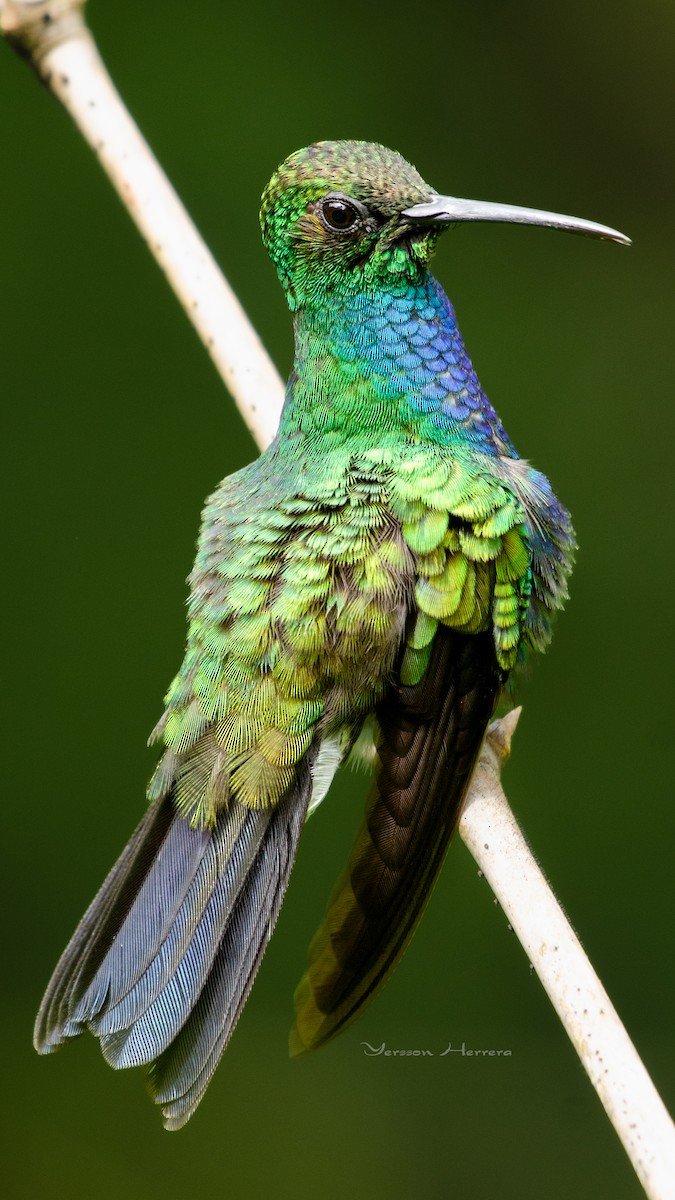 Colibrí de Buffon - ML620341289