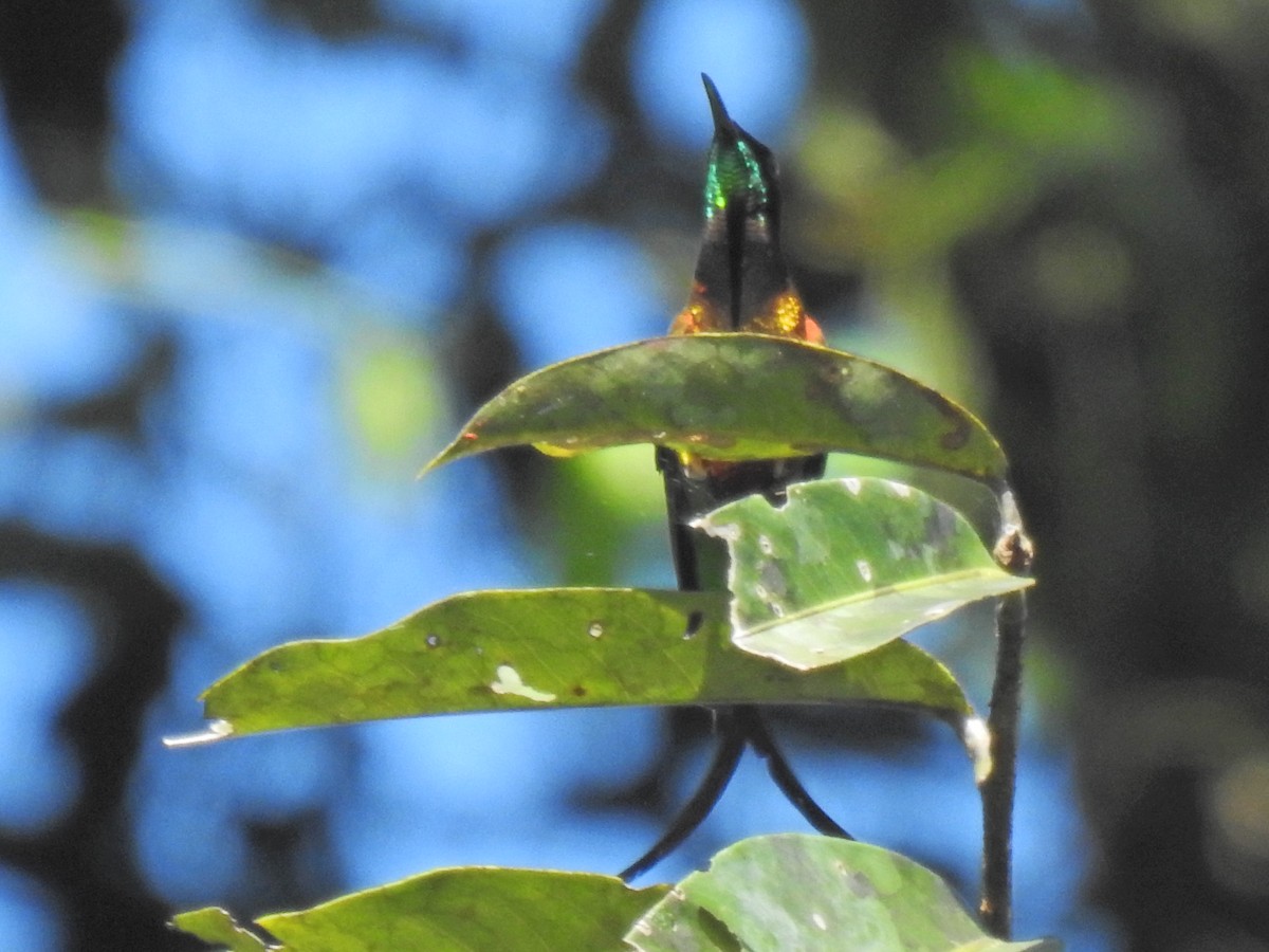 kolibřík zelenokostřečný - ML620341320