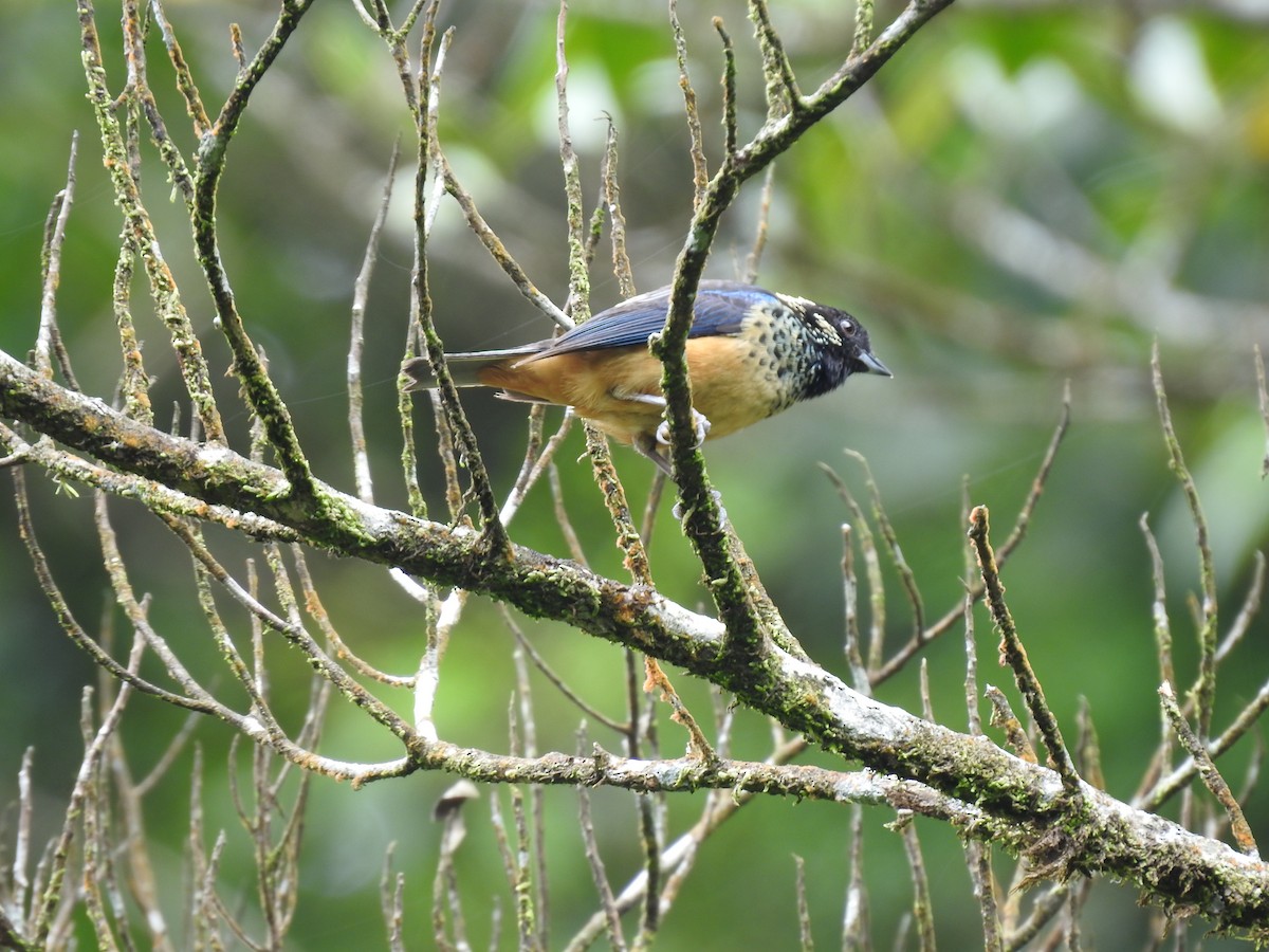 Spangle-cheeked Tanager - ML620341356