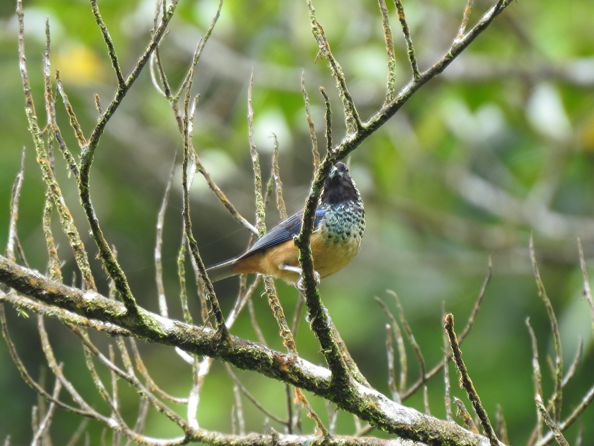 Spangle-cheeked Tanager - ML620341357