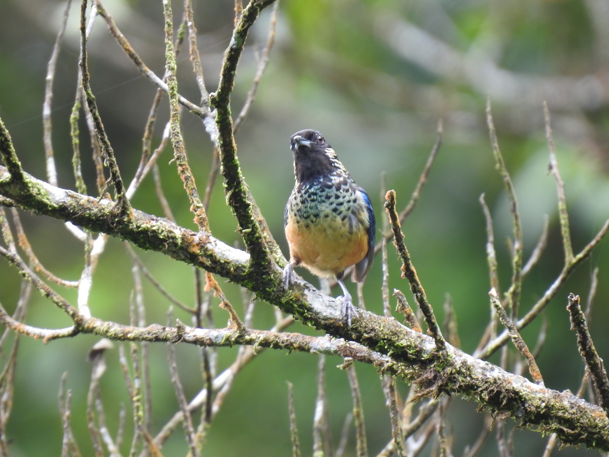 Spangle-cheeked Tanager - ML620341358