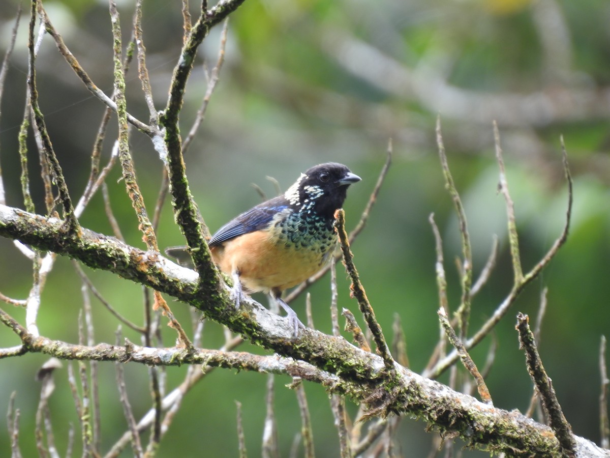 Spangle-cheeked Tanager - ML620341359