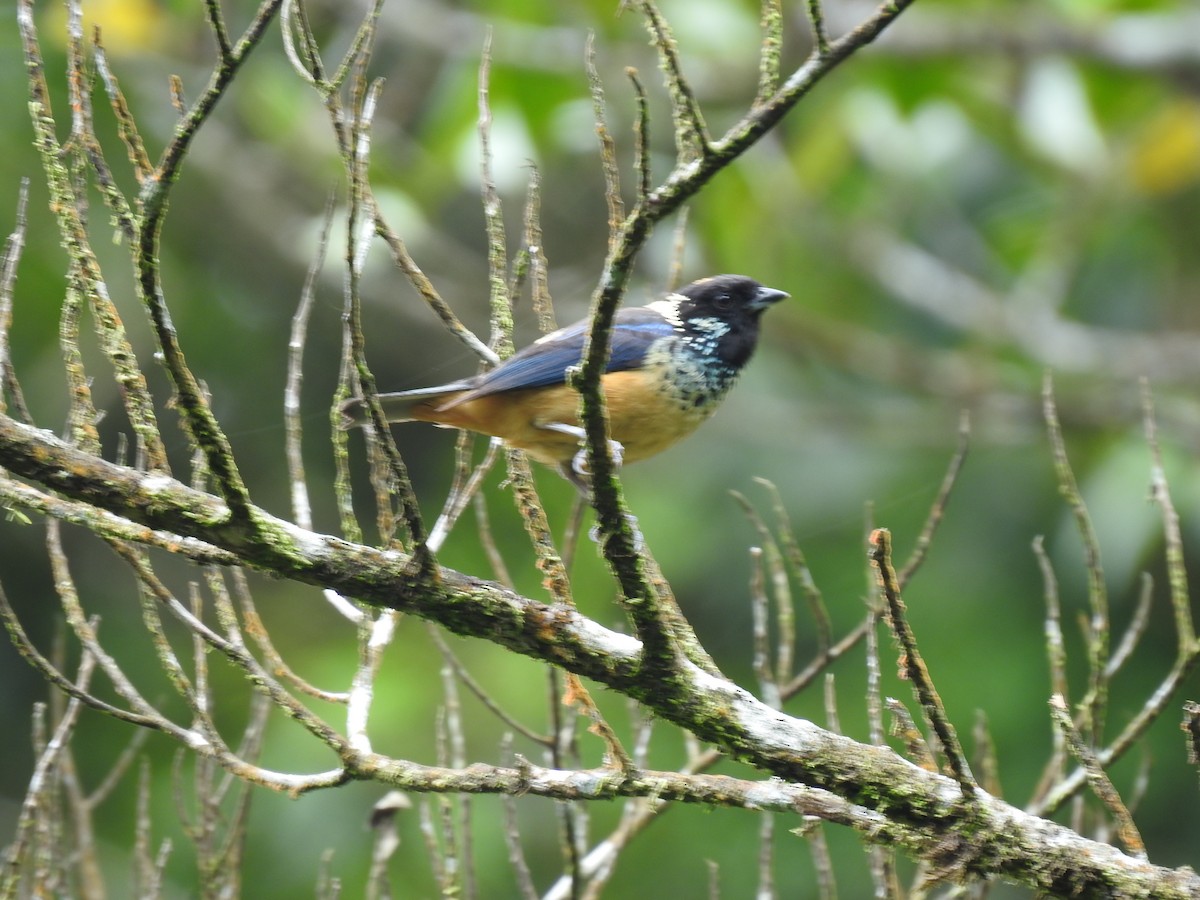 Spangle-cheeked Tanager - ML620341363