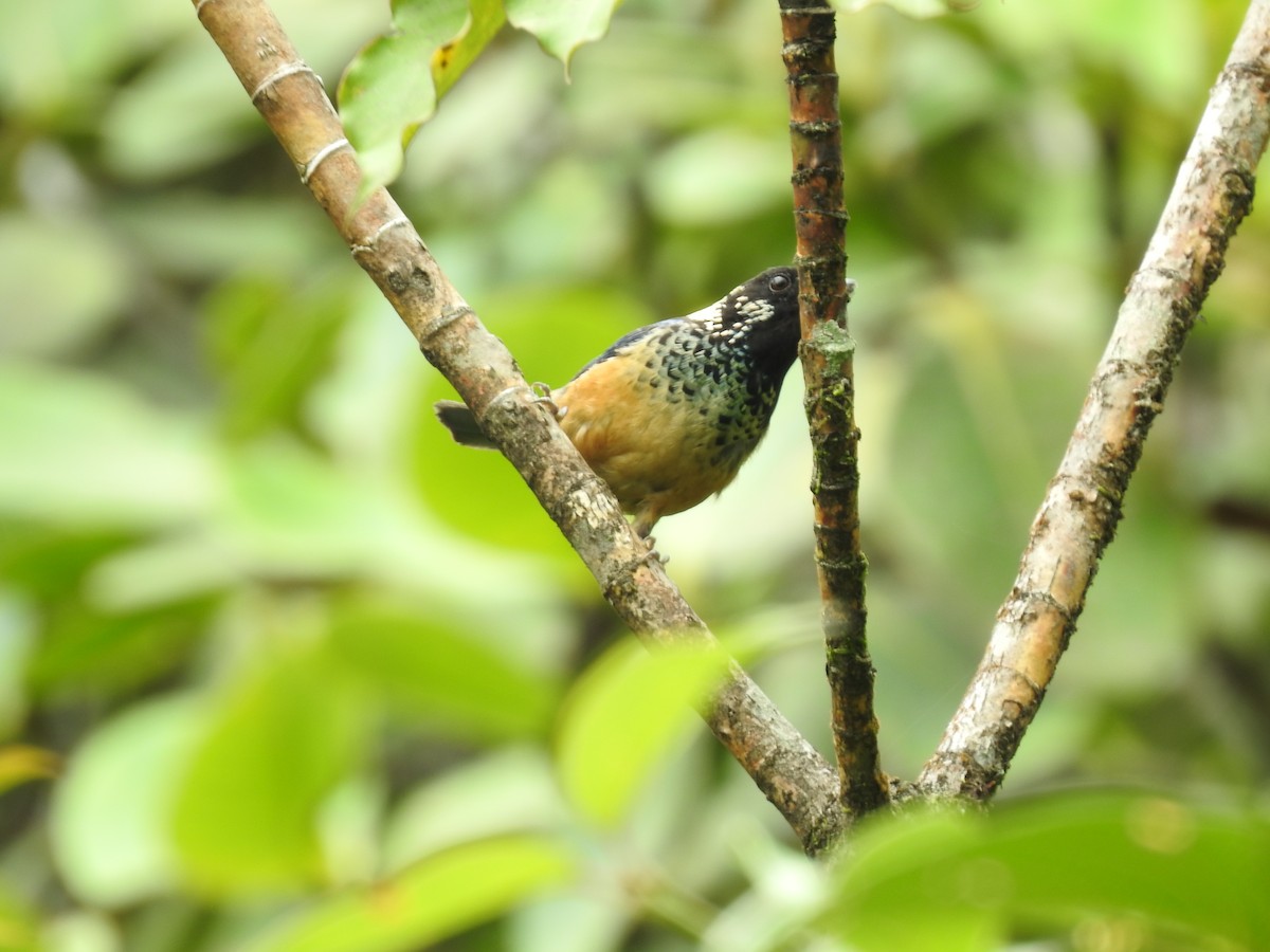 Spangle-cheeked Tanager - ML620341364