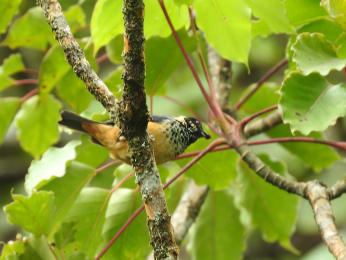 Spangle-cheeked Tanager - ML620341365